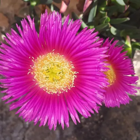 Terapeutica En Un Paraje Natural