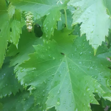 Terapeutica En Un Paraje Natural Casa de Férias *